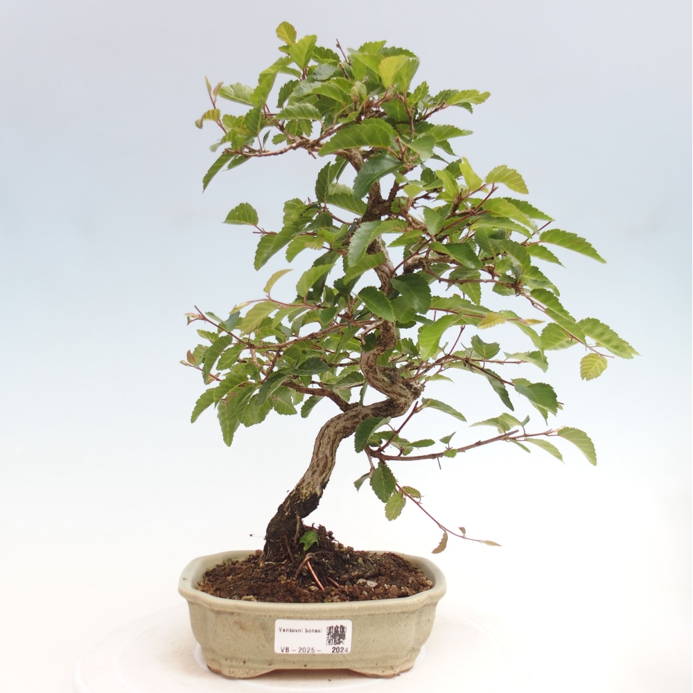 Bonsai da esterno -Carpinus CARPINOIDES - Carpino coreano
