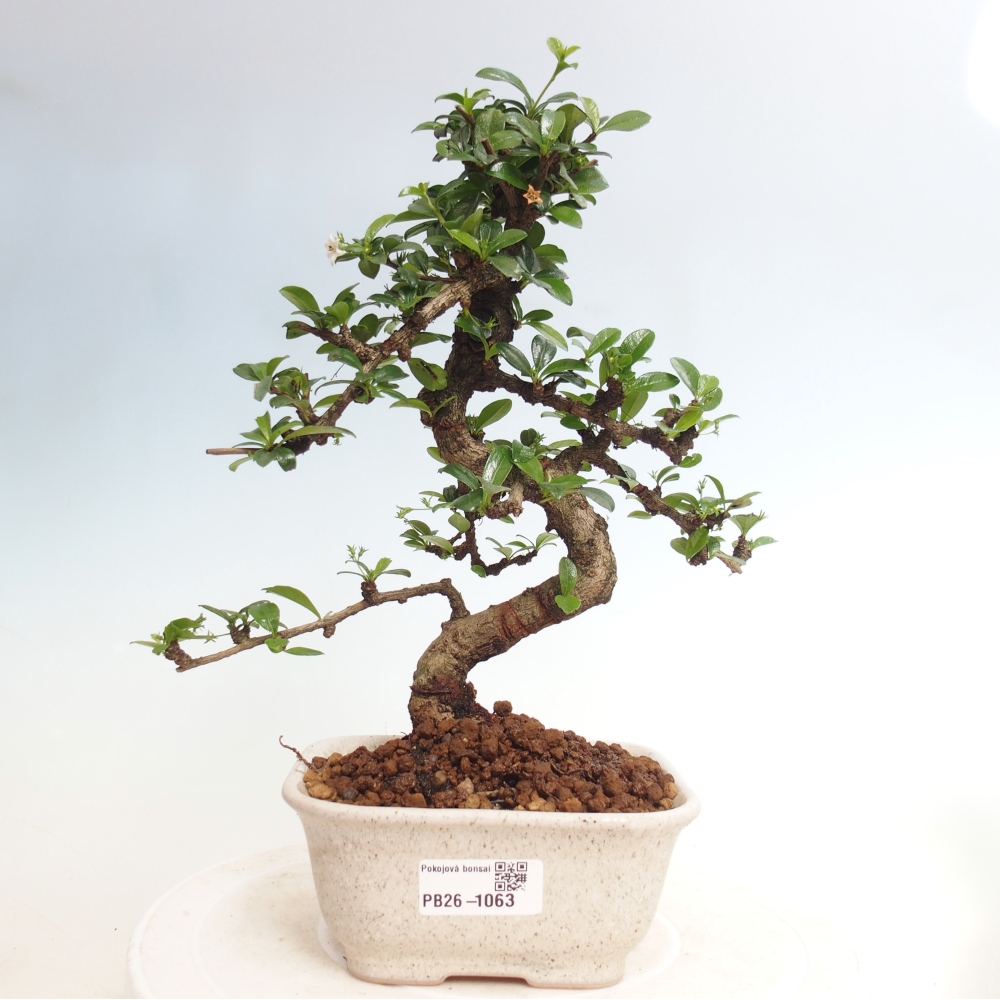 Camera bonsai - Carmona macrophylla - Tea fuki