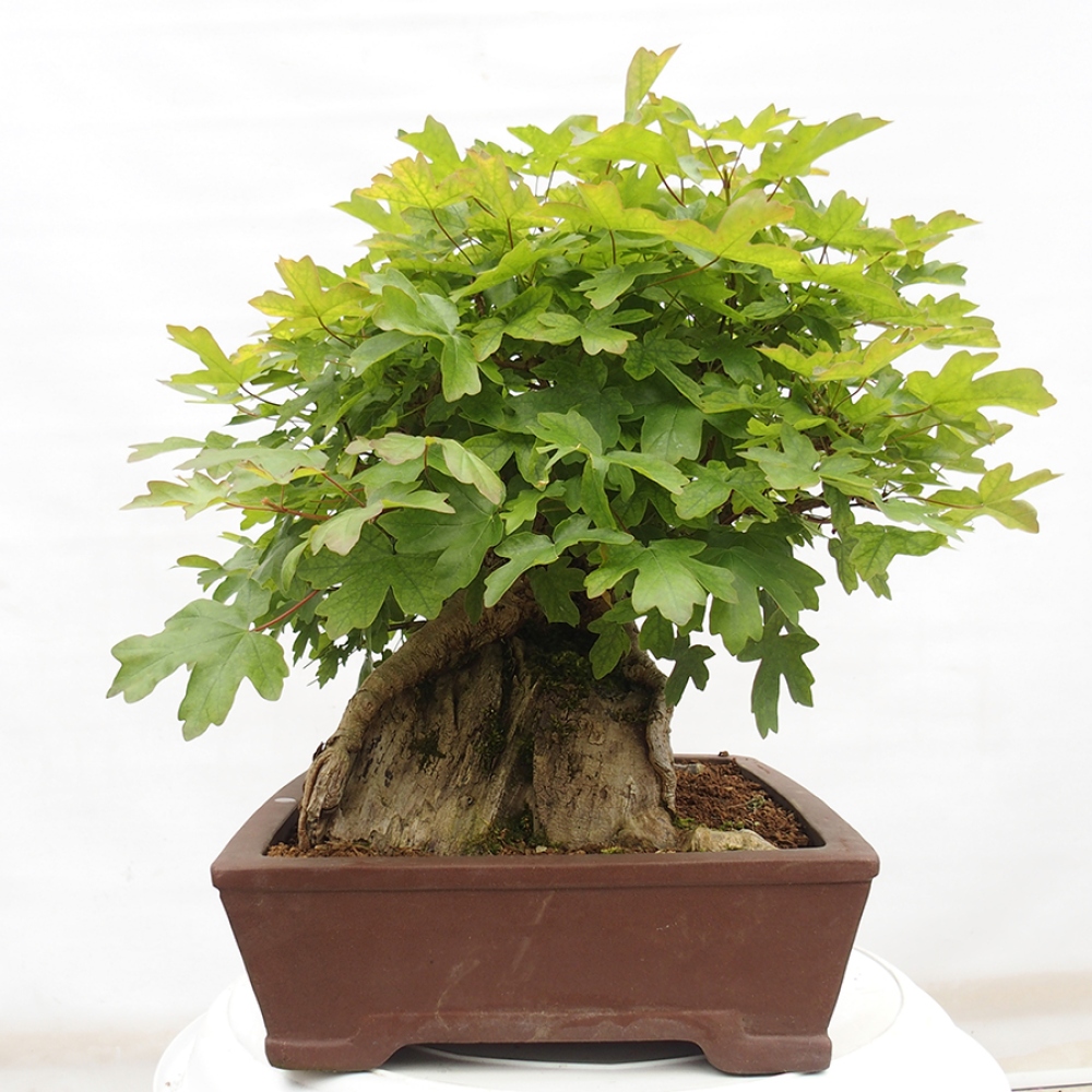 Bonsai da esterno -Javor babyka - Acer campestre