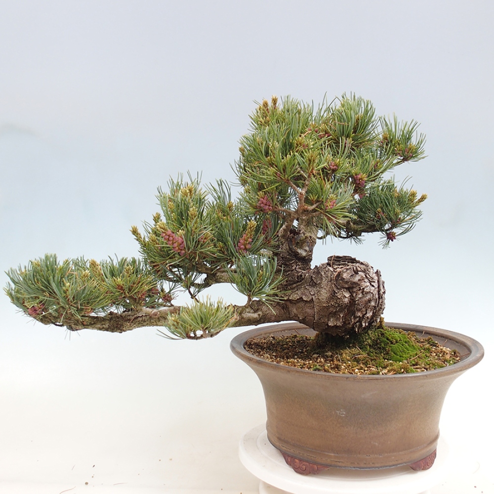 Bonsai da esterno - Pinus parviflora - Pinus parviflora