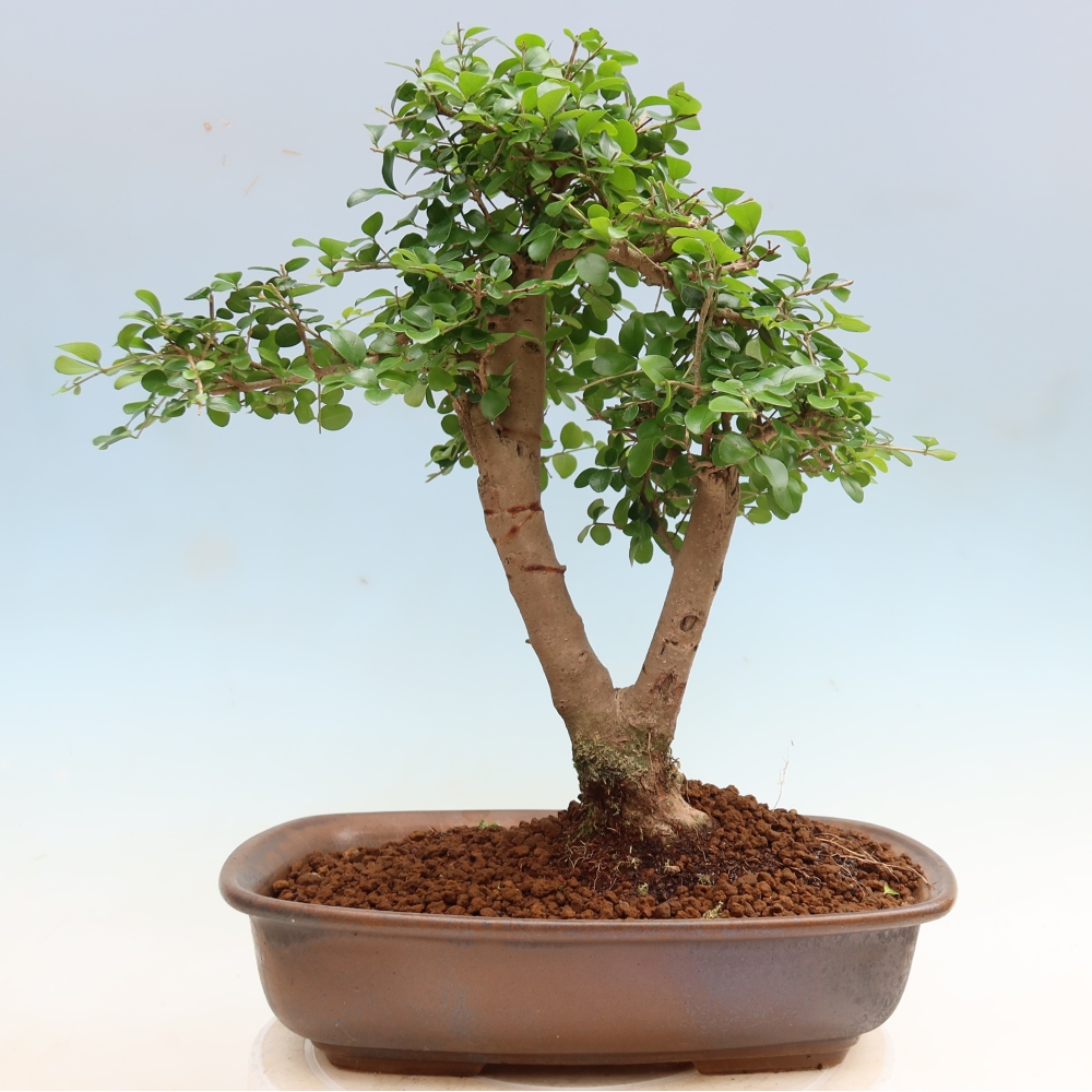 Camera bonsai -Ligustrum retusa - becco d'uccello a foglie piccole