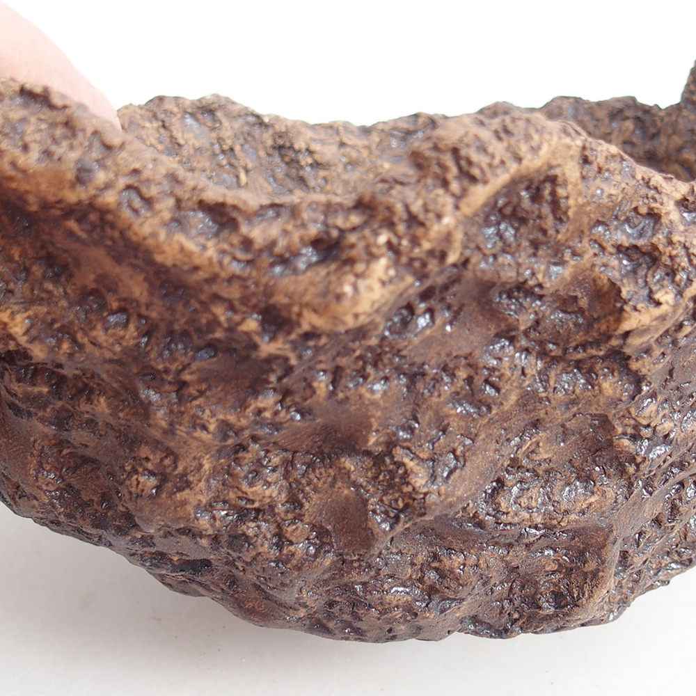 Conchiglia in ceramica 19 x 15 x 14 cm , colore marrone