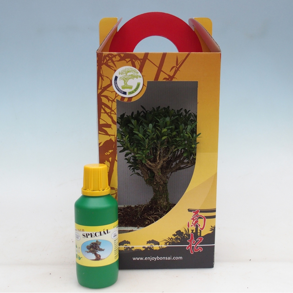 Bonsai da camera in confezione regalo Buxus harlandii - buxus da sughero