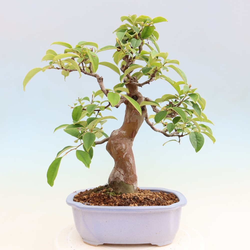 Bonsai da esterno - Pseudocydonia sinensis - Cotogno cinese