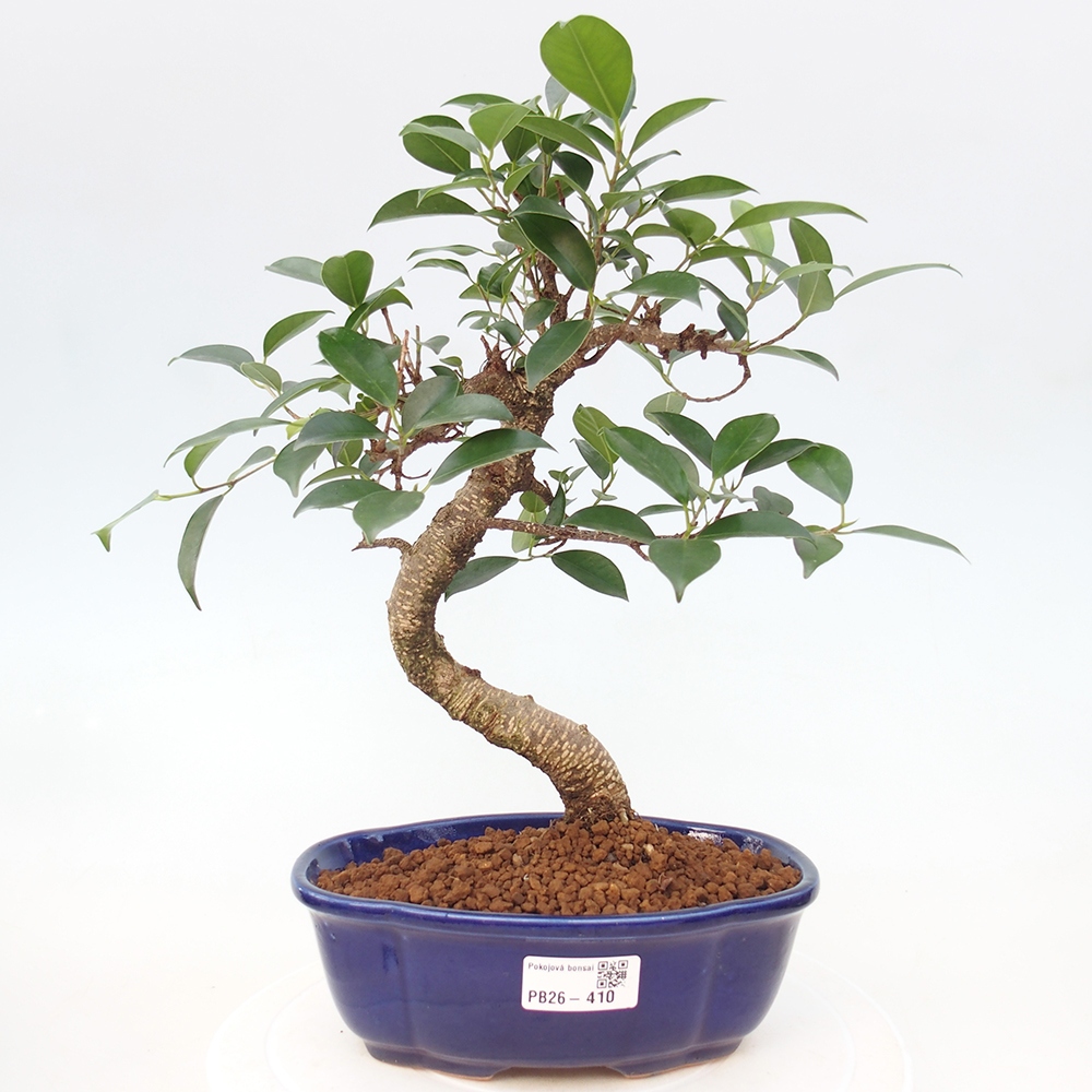 Camera bonsai - Ficus retusa - ficus a foglie piccole