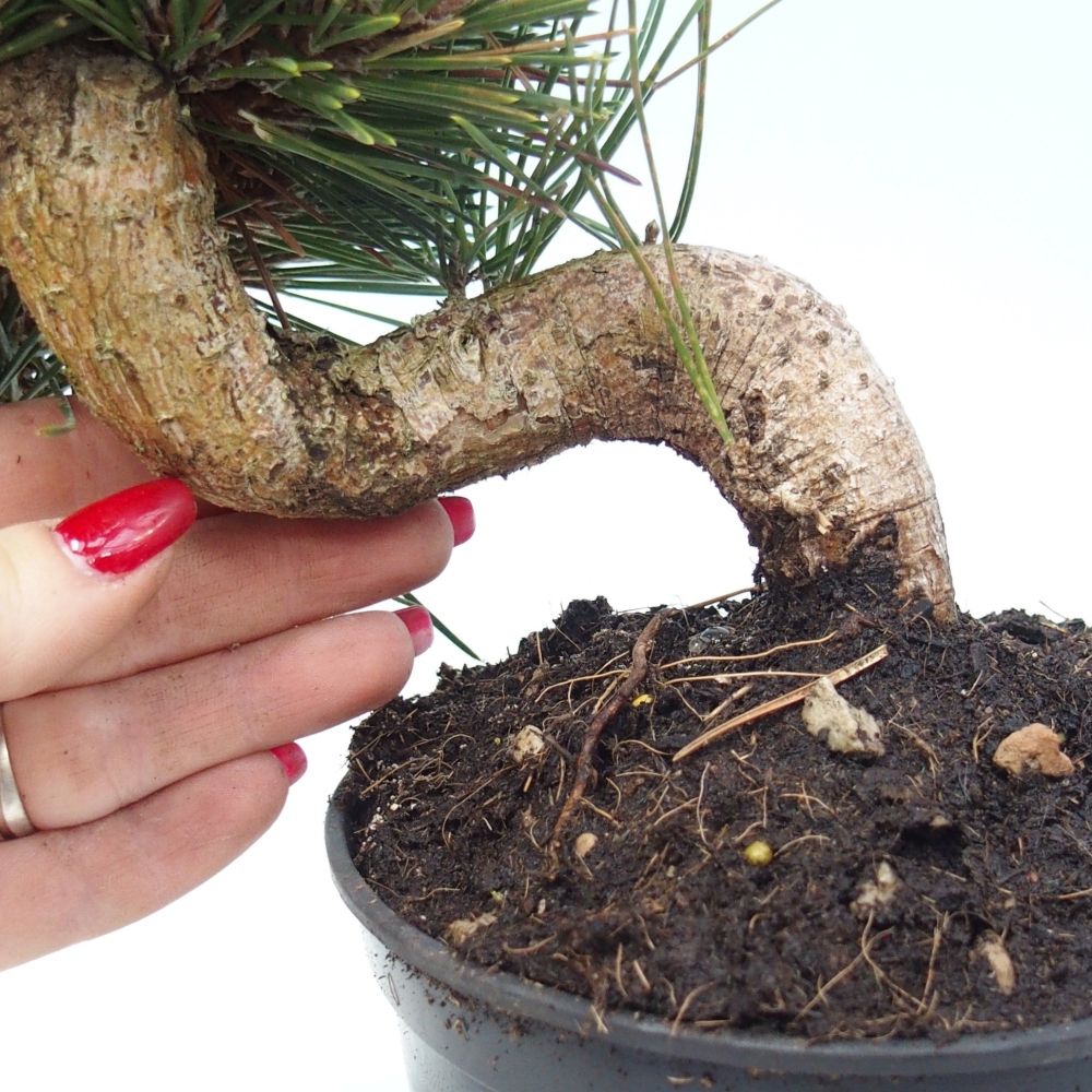 Bonsai da esterno - Pinus thunbergii senjyumaru - Pino di Thunberg