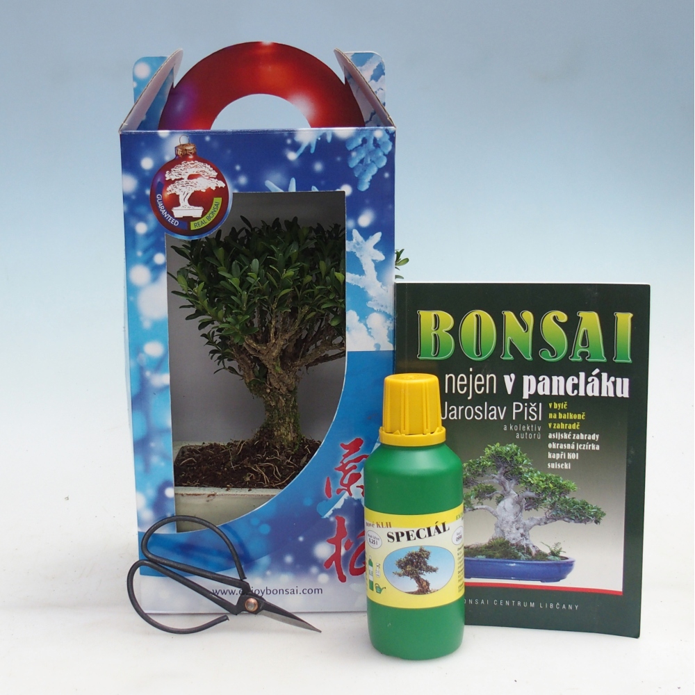 Bonsai da camera in confezione regalo Buxus harlandii - buxus da sughero