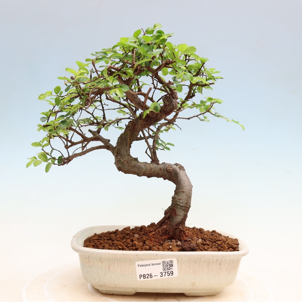 Camera bonsai - Ulmus parvifolia - Olmo a foglie piccole