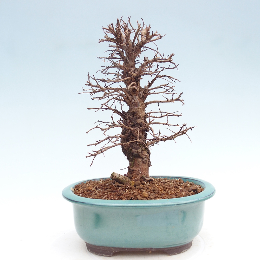 Bonsai da esterno - Zelkova - Zelkova NIRE