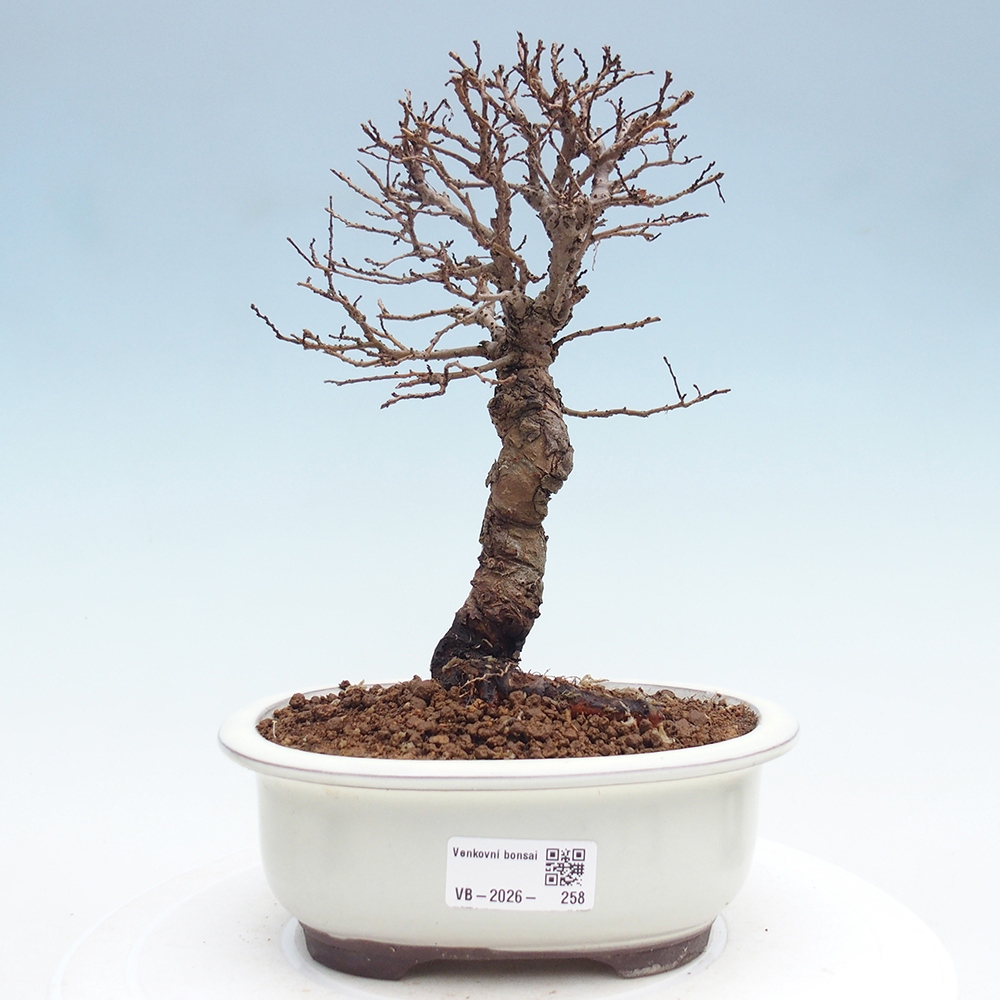 Bonsai da esterno - Zelkova - Zelkova NIRE