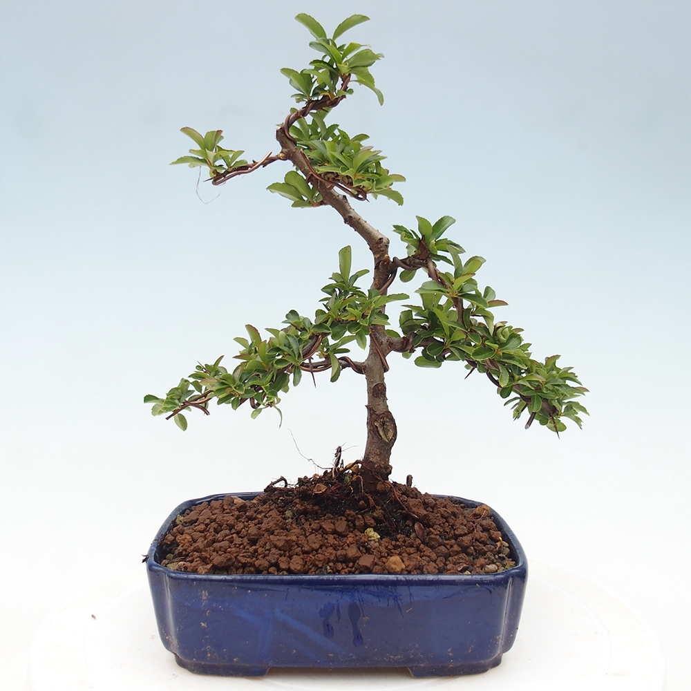 Bonsai da esterno-Pyracantha Teton -Hlox