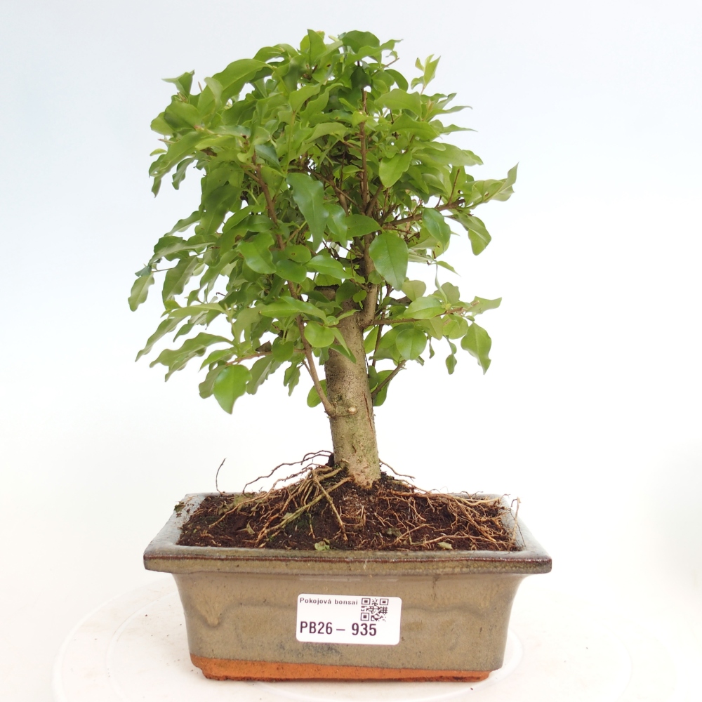 Camera bonsai -Ligustrum chinensis - Becco d'uccello