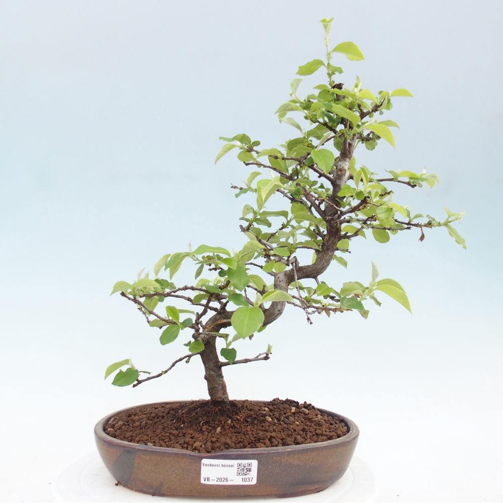 Bonsai da esterno - Chaneomeles chinensis