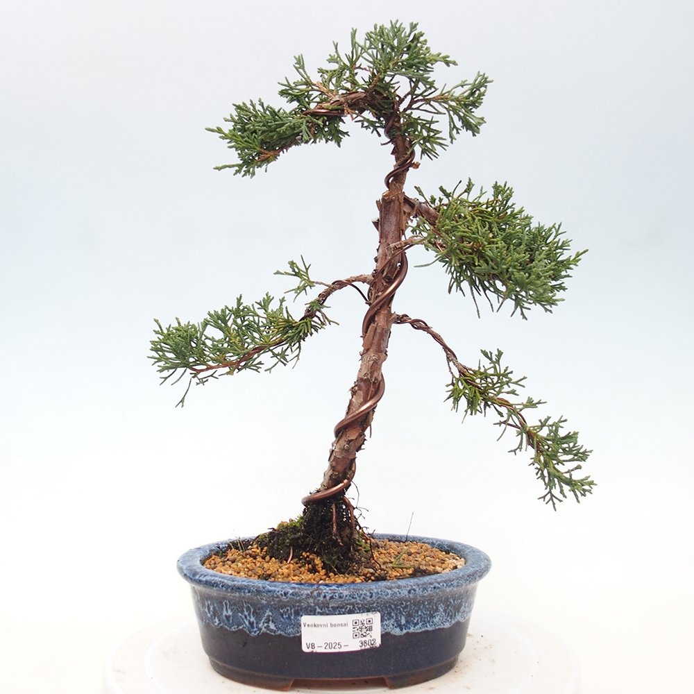 Bonsai da esterno - Juniperus chinensis Kishu