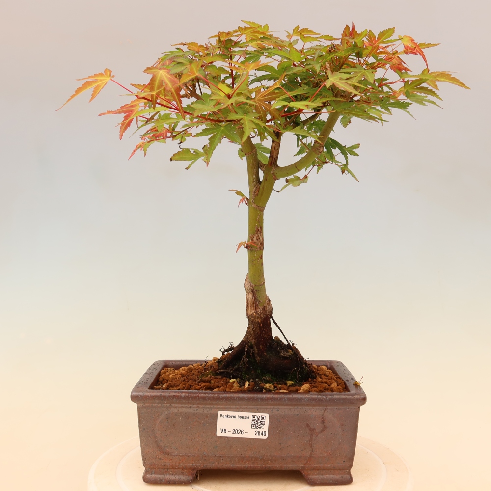 Acero norvegese - Acer palmatum Beni Tsukasa