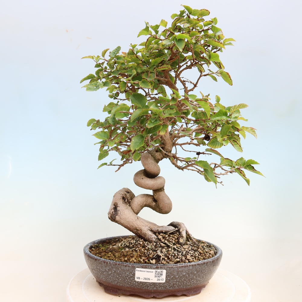 Bonsai da esterno -Carpinus CARPINOIDES - Carpino coreano