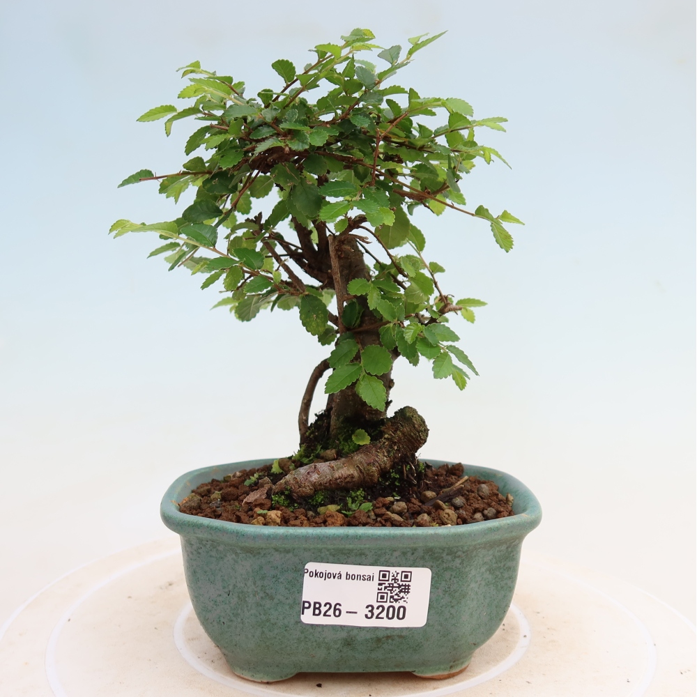 Camera bonsai - Ulmus parvifolia - Olmo a foglie piccole