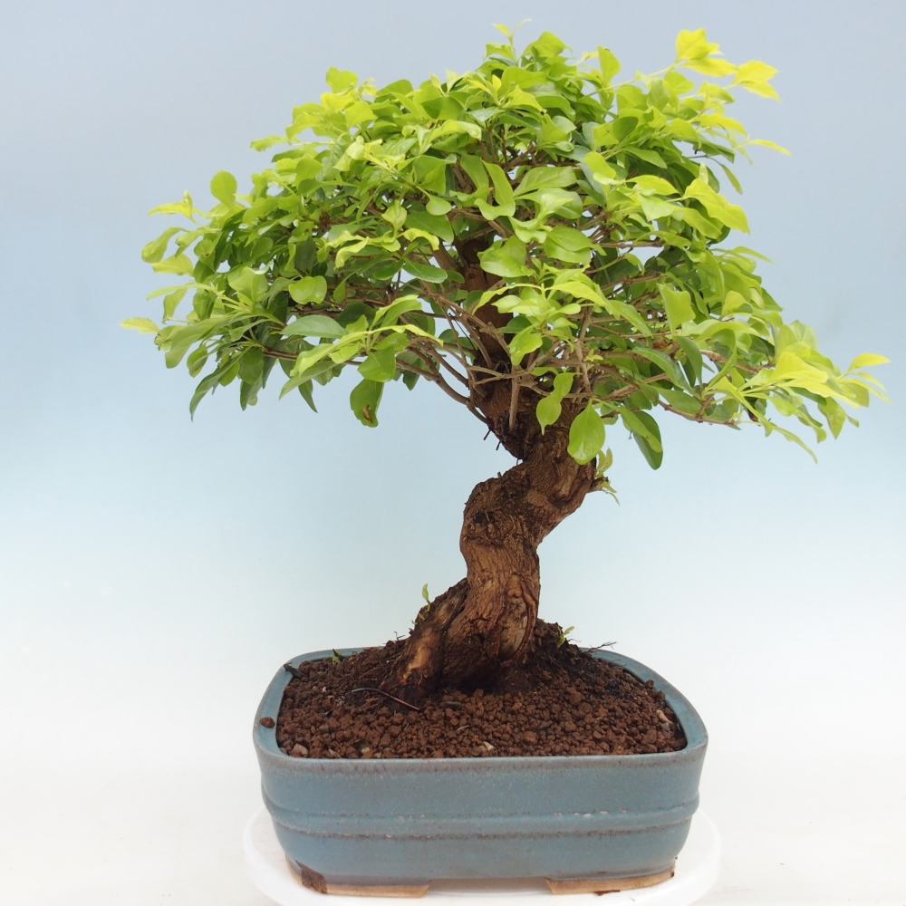Bonsai da camera - Duranta erecta Aurea - SOLO RITIRO PERSONALE o trasporto su pallet