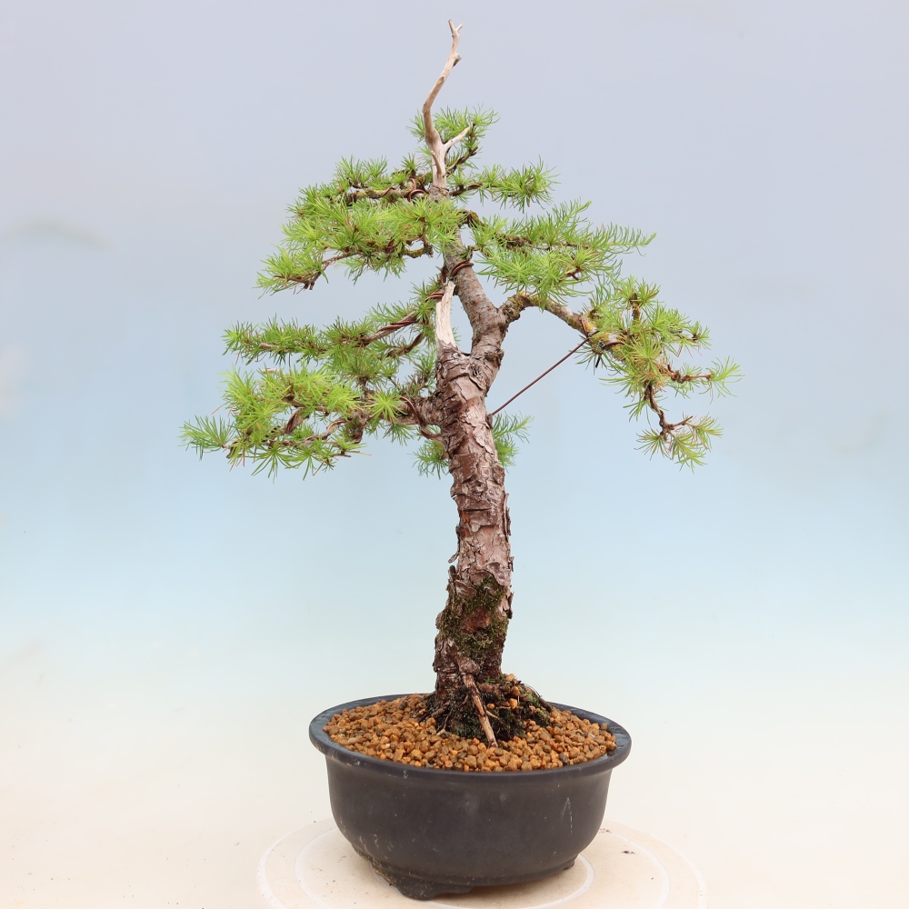 Bonsai da esterno -Larix decidua - Larice