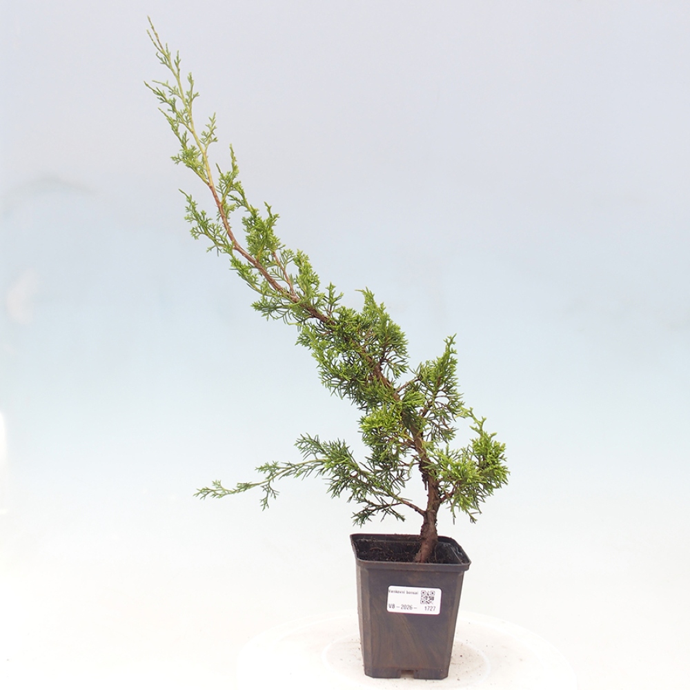 Bonsai da esterno - Juniperus chinensis Itoigawa