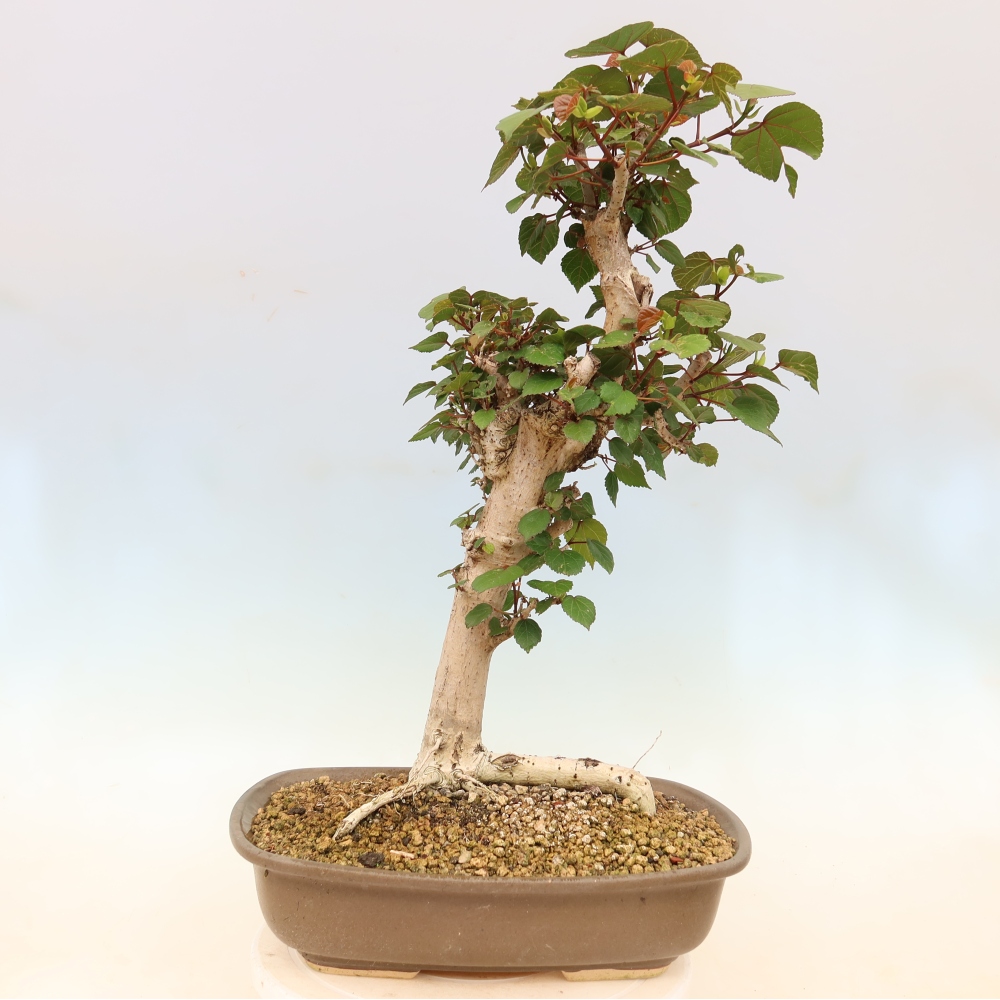 Bonsai da interno - Hibiscus tiliaceus - Ibisco marino