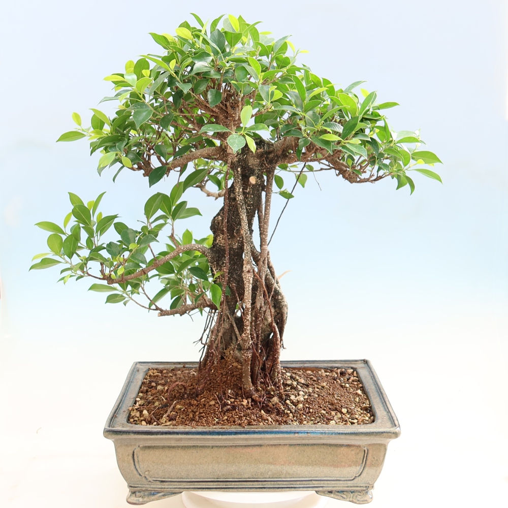 Camera bonsai - Ficus kimmen - ficus a foglie piccole