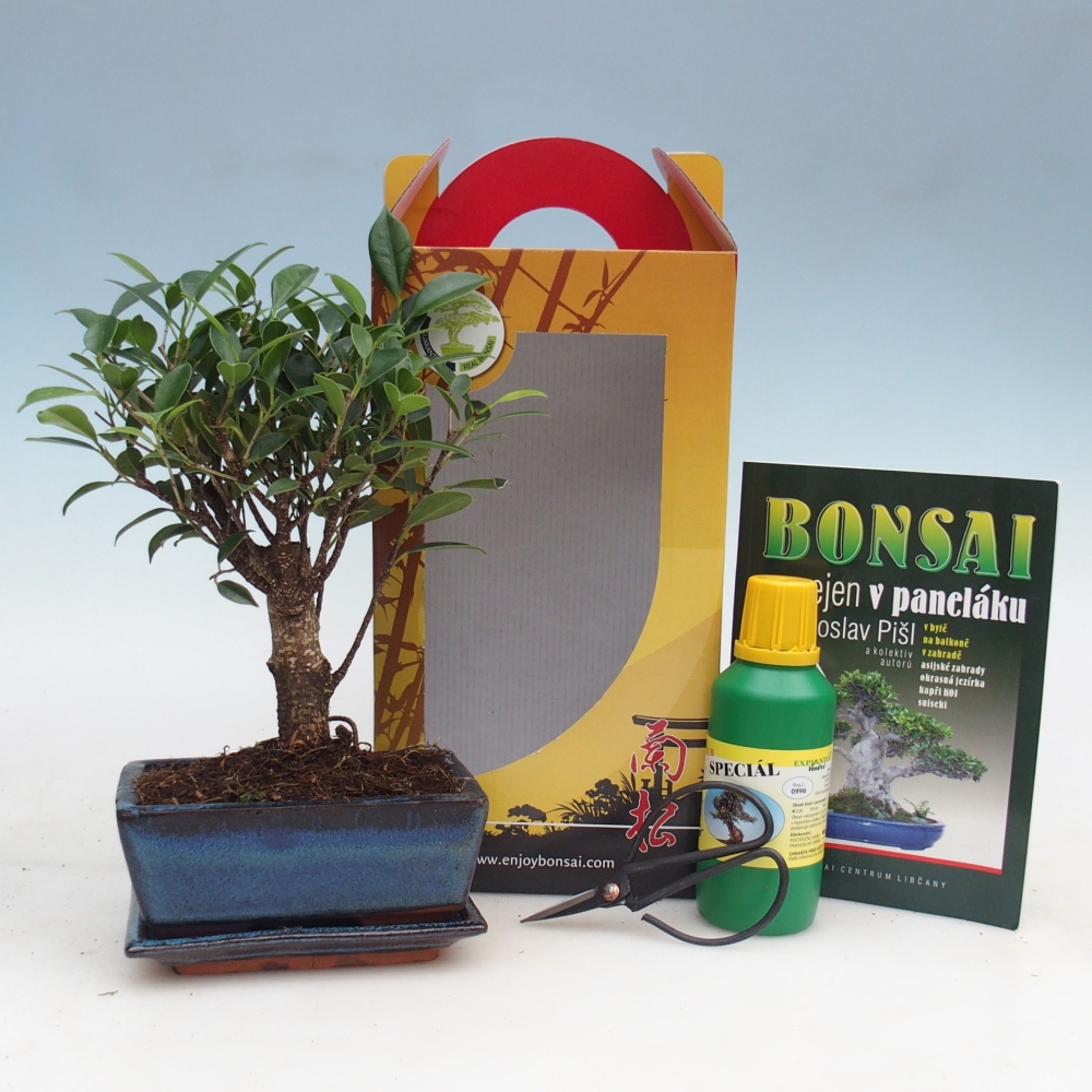 Bonsai da camera in confezione regalo Ficus retusa - Ficus a foglie piccole