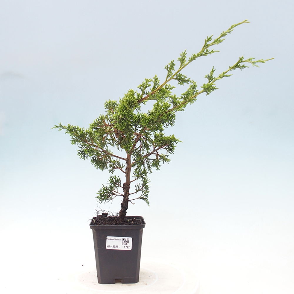 Bonsai da esterno - Juniperus chinensis Itoigawa