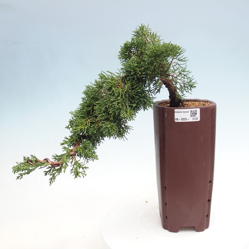 Bonsai da esterno - Juniperus chinensis Kishu