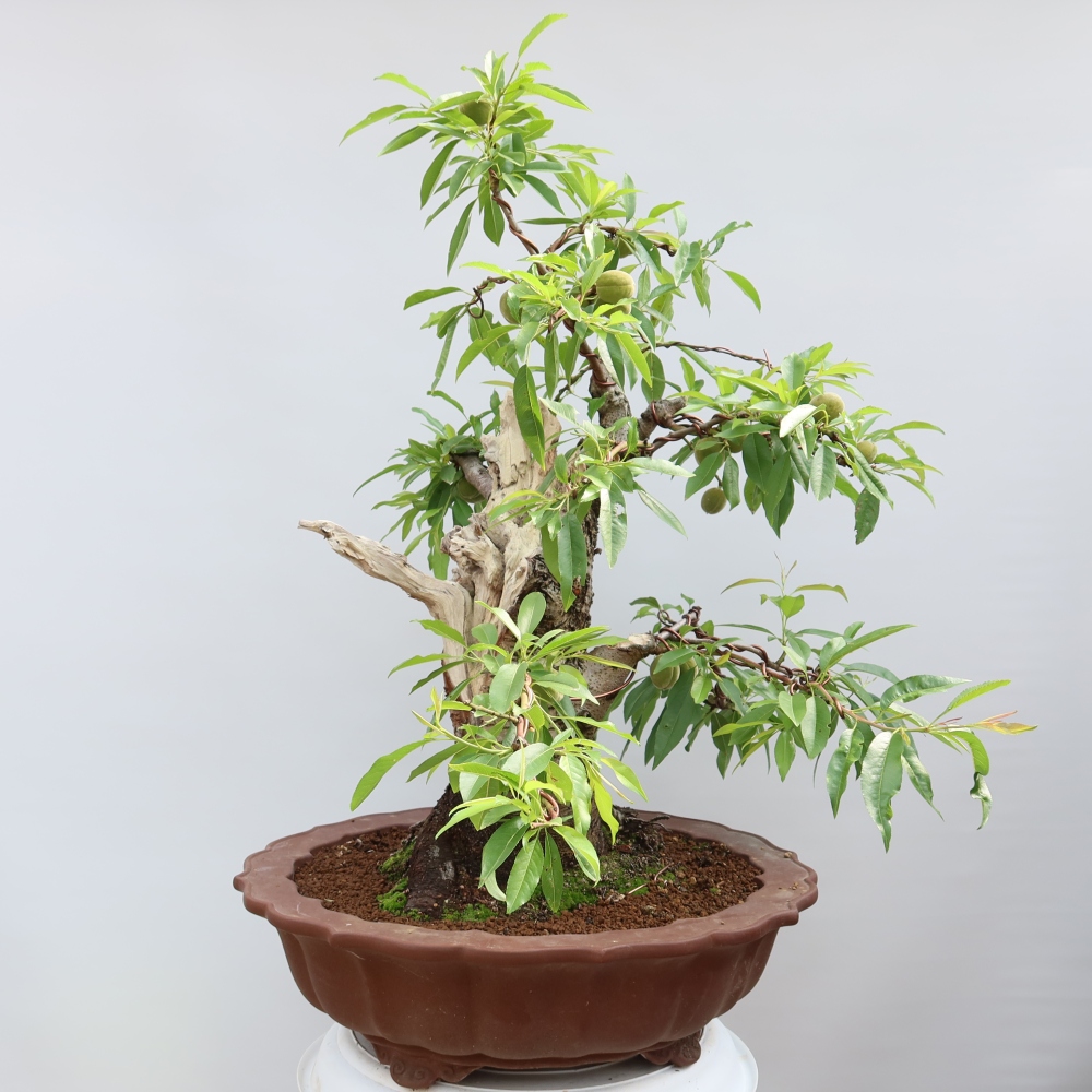 Bonsai da esterno - Prunus dulcis – Mandorlo comune