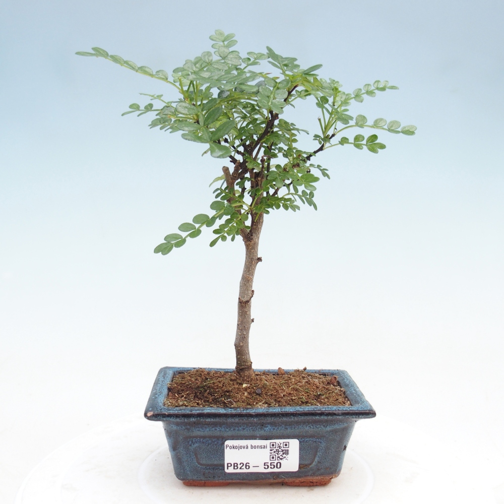 Camera bonsai - Zantoxylum piperitum - albero del pepe