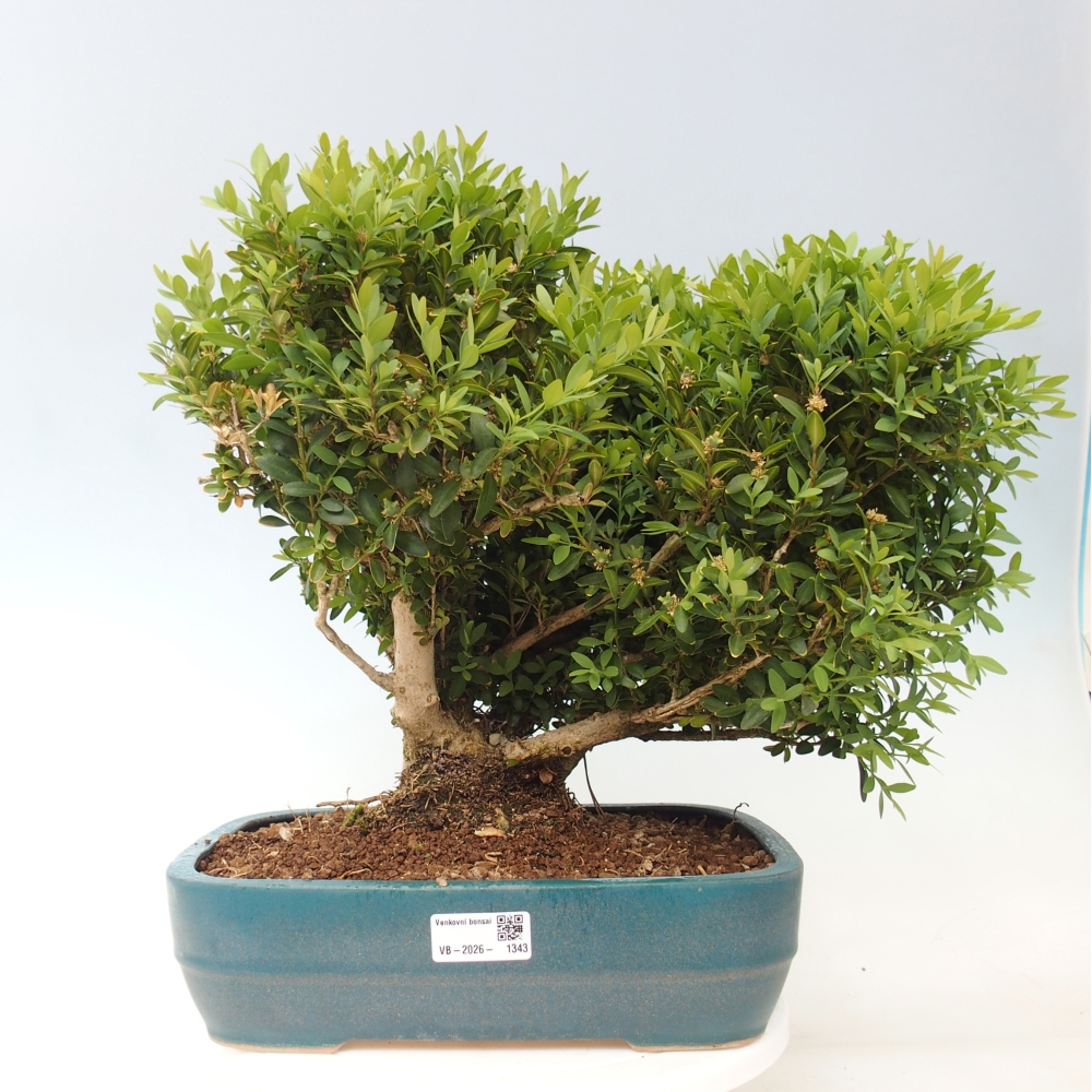 Bonsai da esterno - Buxus sempervirens - bosso