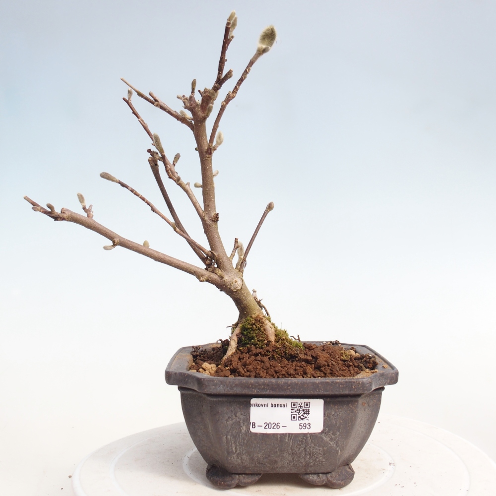 Bonsai da esterno - Magnolia stellata