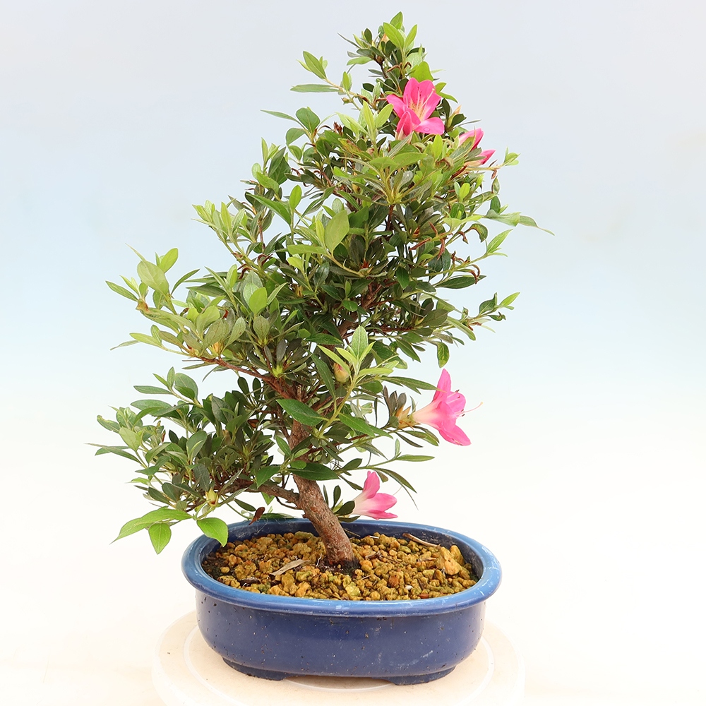 Bonsai da esterno - Azalea giapponese - Azalea Yoko