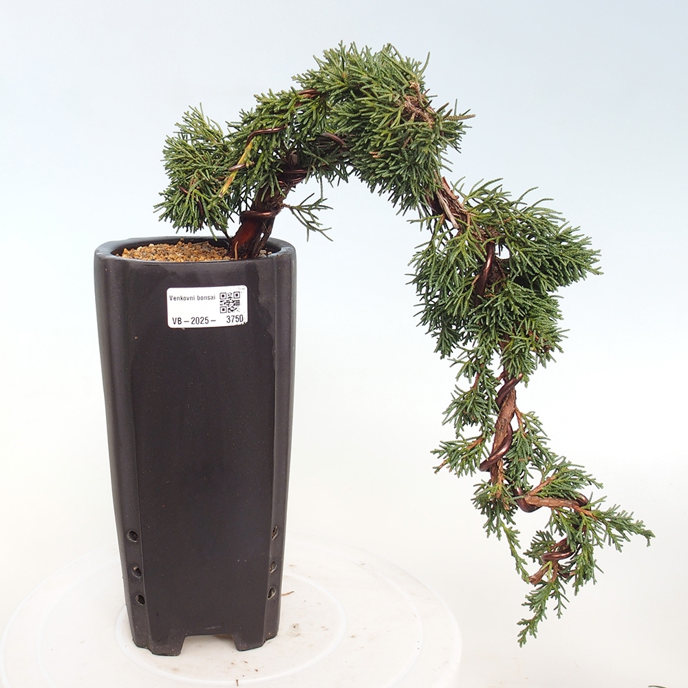Bonsai da esterno - Juniperus chinensis Kishu