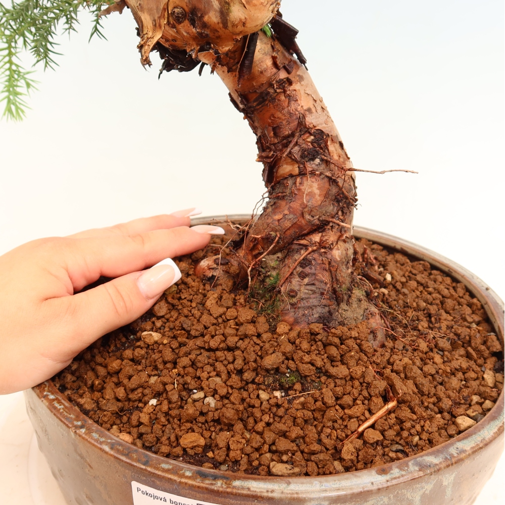 Bonsai da camera - Araucaria - Abete da camera