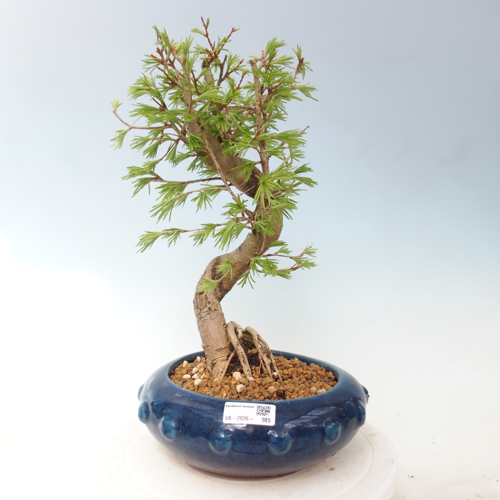 Bonsai da esterno -Pseudolarix amabis-Pseudolarix amabis