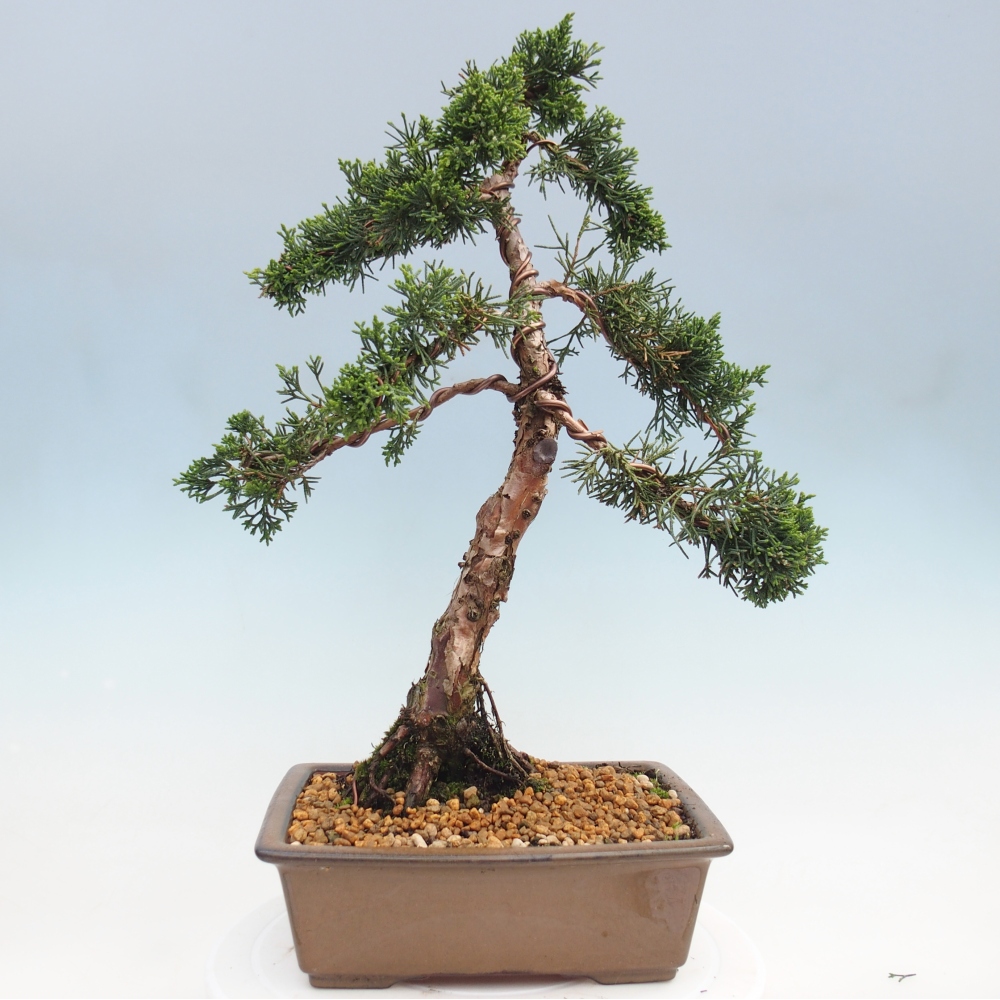 Bonsai da esterno - Juniperus chinensis Kishu