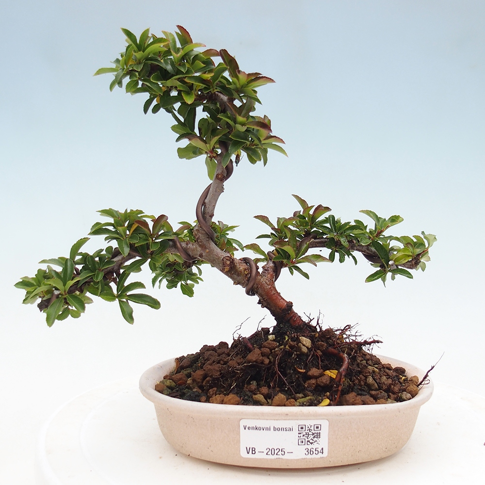 Bonsai da esterno-Pyracantha Teton -Hlox