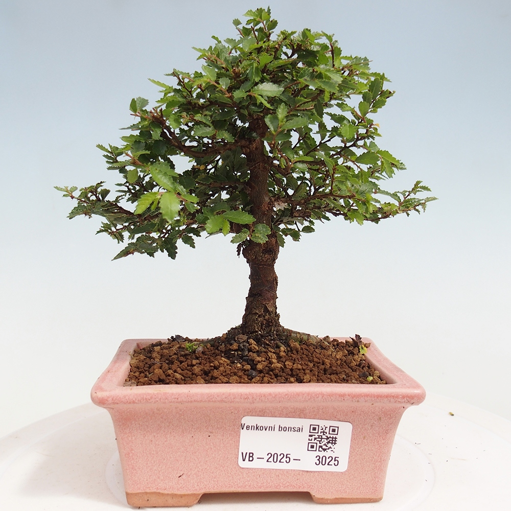 Bonsai da esterno - Ulmus parvifolia Sagei - Olmo a foglie piccole