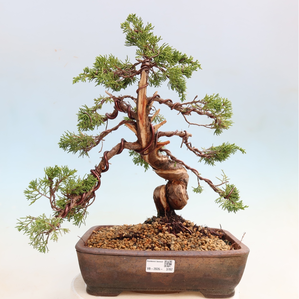 Bonsai da esterno - Juniperus chinensis Itoigawa-Juniperus chinensis