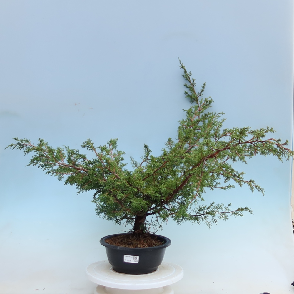 Bonsai da esterno - Juniperus chinensis Itoigawa - Ginepro cinese