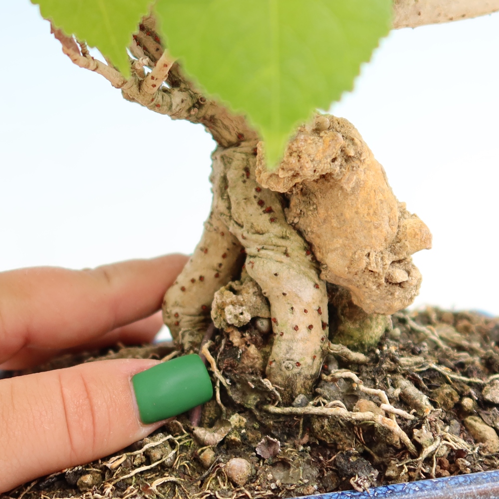 Bonsai da interno - Hibiscus tiliaceus - Ibisco marino