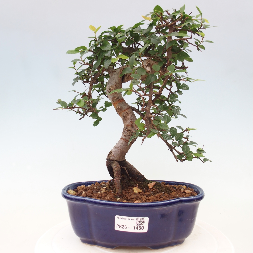 Camera bonsai - Ulmus parvifolia - Olmo a foglie piccole