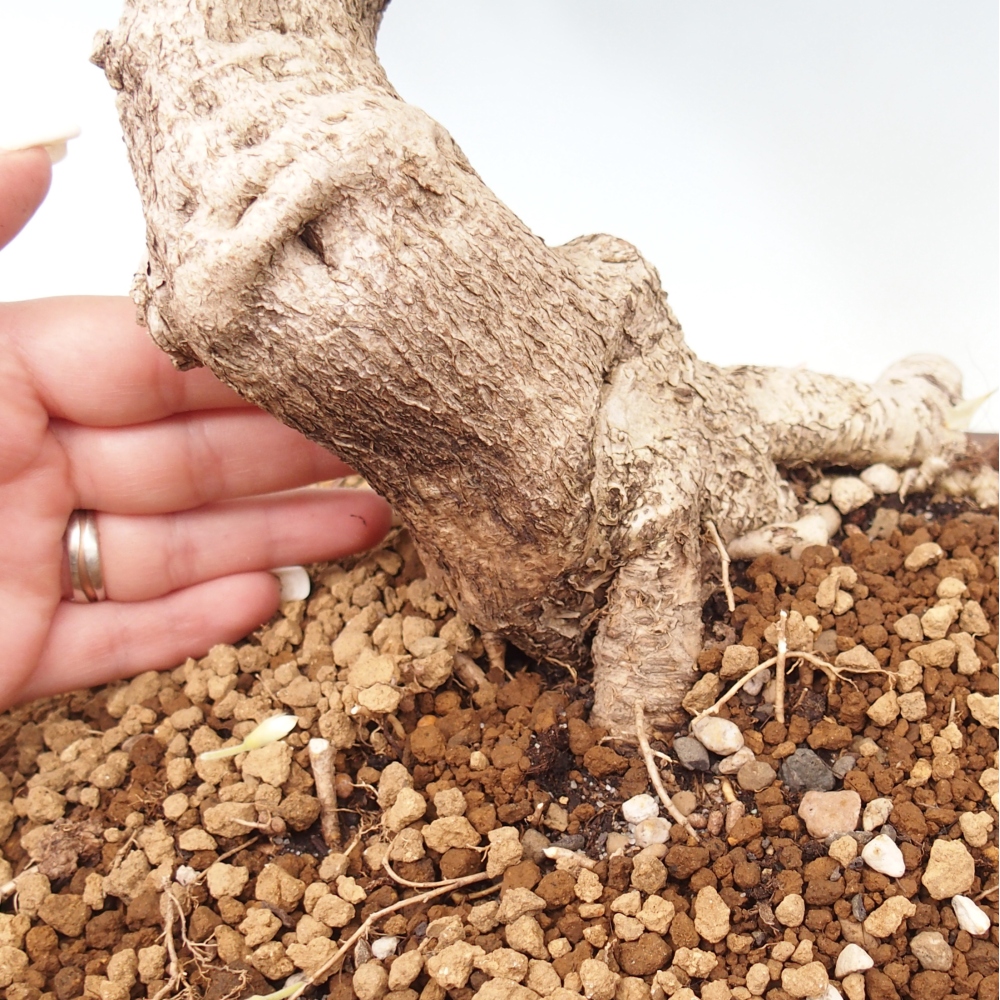 Bonsai da esterno - Vistaria - Glicine
