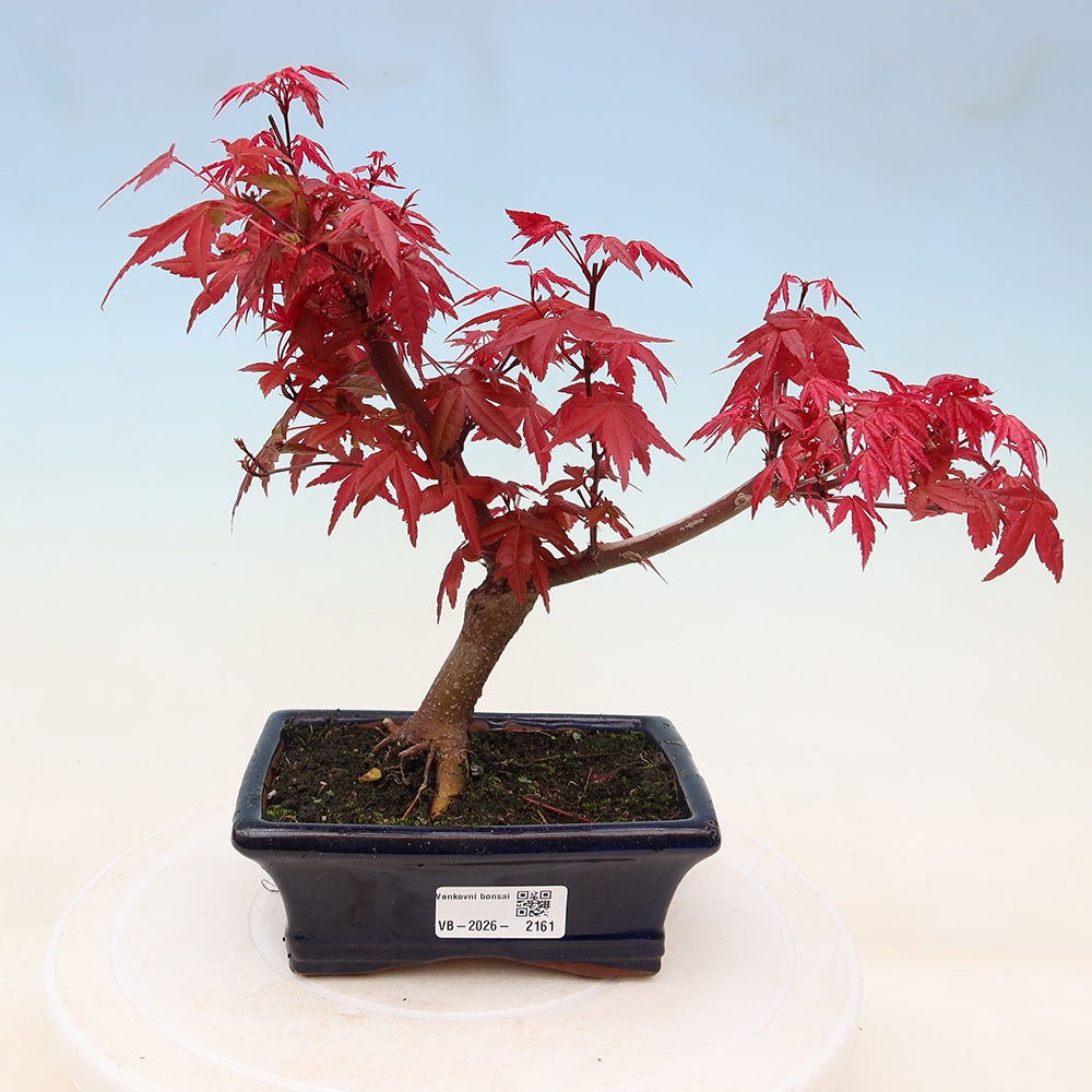 Bonsai da esterno - Acer palmatum DESHOJO