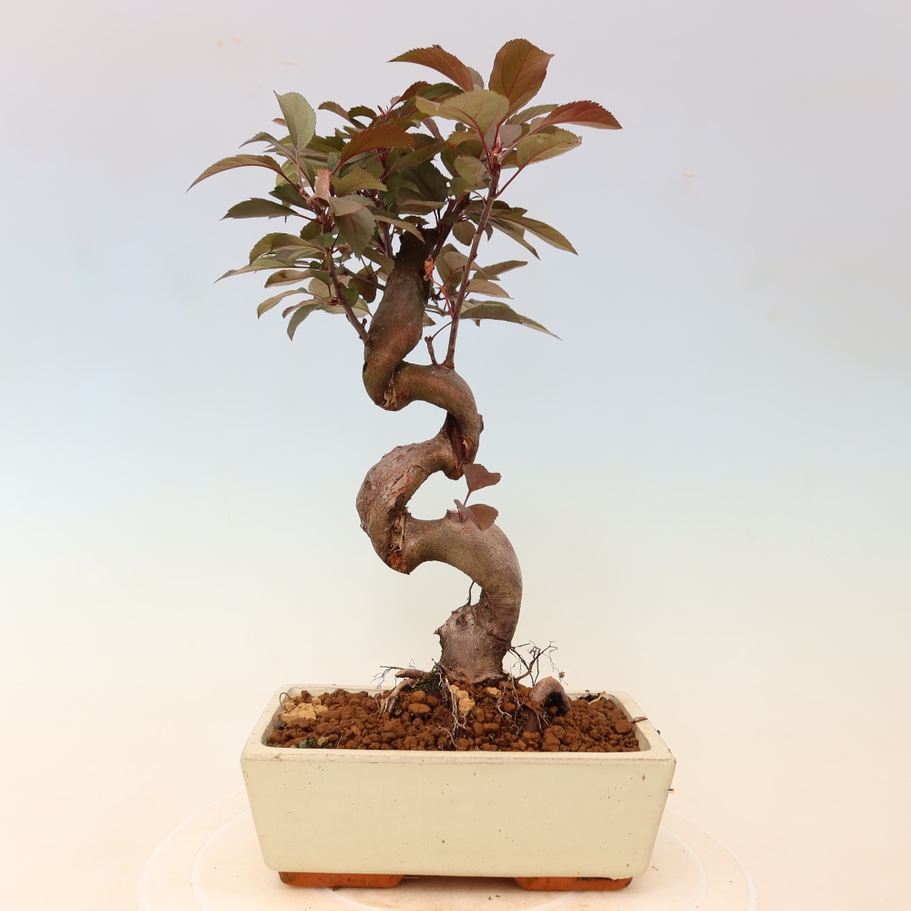 Bonsai da esterno -Malus domestica - Melo a piccoli frutti a foglie rosse