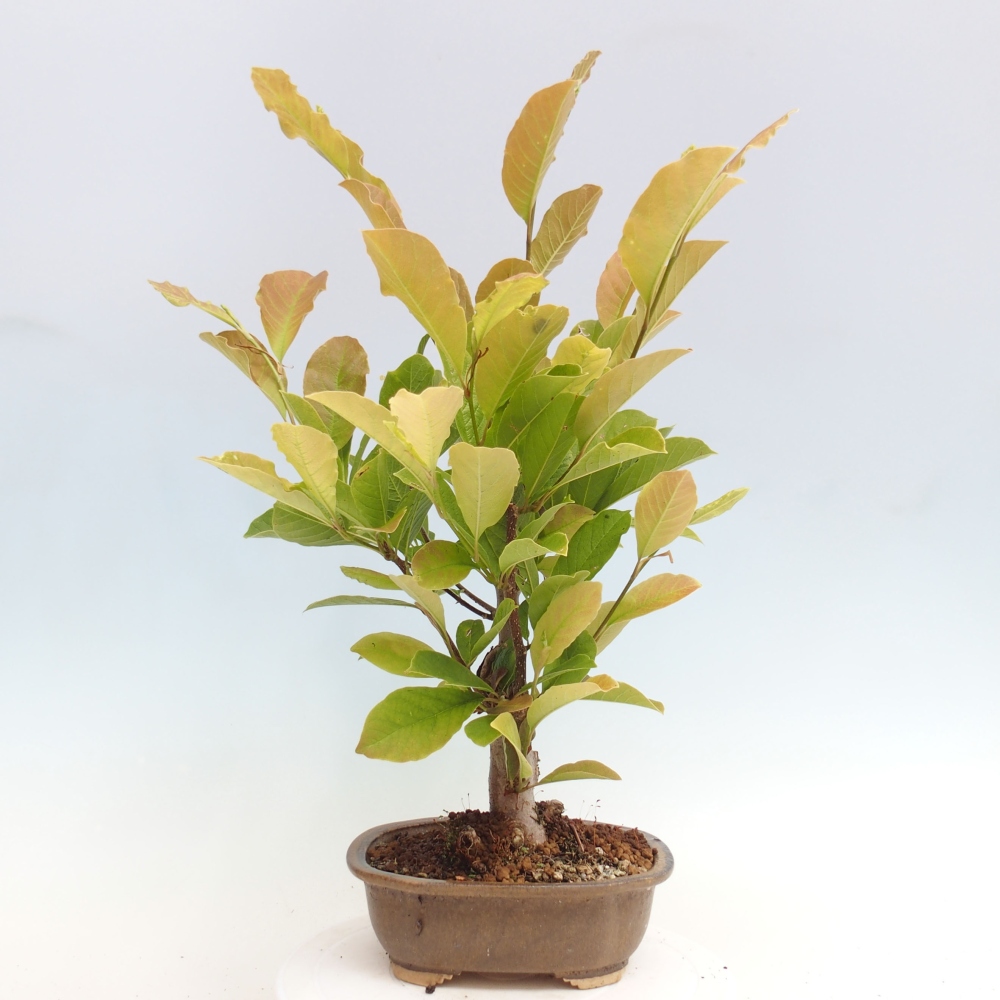 Bonsai da esterno - Magnolia loebneri merrill - Magnolia