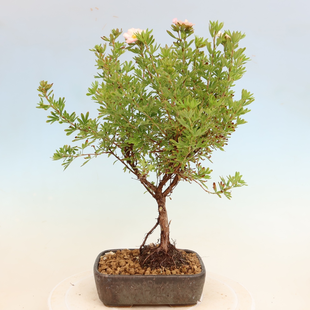 Bonsai da esterno - Potentilla arbustiva - Potentilla fruticosa Bellissima