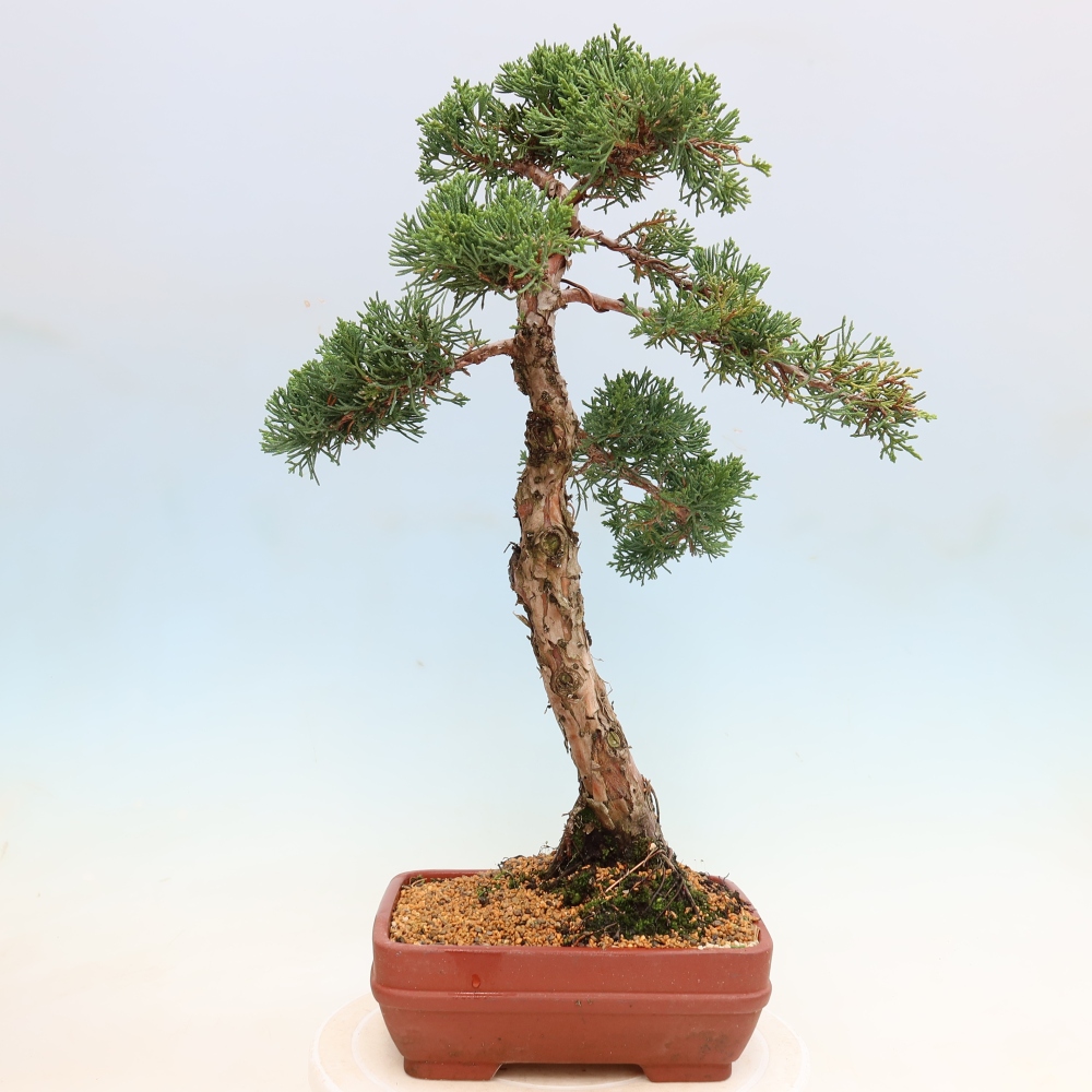Bonsai da esterno - Juniperus chinensis Kishu